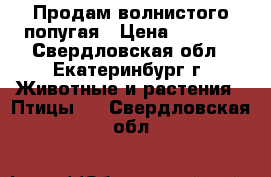 Продам волнистого попугая › Цена ­ 3 000 - Свердловская обл., Екатеринбург г. Животные и растения » Птицы   . Свердловская обл.